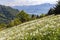 Swiss Alps with blooming wild narcissus flower