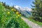 Swiss Alps. Mountain yellow tulips against the background of the