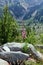 Swiss Alps Nature Trail Wildflowers