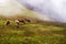 Swiss Alps, Swiss Fog, and Four Swiss Cows