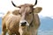 Swiss Brown Cattle 2