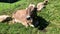 Swiss Brown milk cows in a pasture on Pfaender Mountain