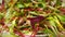 Swiss Chard Beet Microgreens