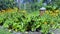 Swiss chard, beetroot and orange marigolds