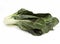 SWISS CHARD beta vulgaris, VEGETABLE AGAINST WHITE BACKGROUND