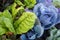 Swiss chard and deep blue cabbage growing together, organic farming techniques, community garden scene