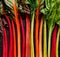 Swiss chard in different colors, multi colored  stems on a black background