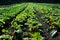 Swiss Chard Field