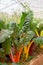 Swiss chard in greenhouse vegetable garden