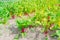 Swiss chard growing on hill with dry soil at vegetable farm in Washington, USA