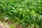 Swiss chard growing on plantation