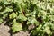 Swiss Chard growing in the walled kitchen garden