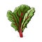 Swiss chard hand-drawn illustration. Swiss chard. Vector doodle style cartoon illustration