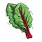 Swiss chard hand-drawn illustration. Swiss chard. Vector doodle style cartoon illustration