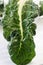 Swiss Chard Leaf