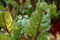 Swiss chard plant leaves partly eaten by pests