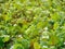 Swiss chard on roof farm