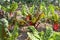 Swiss Chard in Sunny Late Afternoon Field