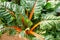 Swiss chard in vegetable garden