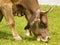  Swiss cow eating green grass in the sunshine