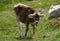 Swiss cow in the fields of the Bernina pass