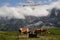 Swiss cows