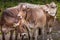 Swiss cows in the alpine landscape, Gran Paradiso, Northern Italy