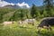 Swiss cows in the alpine landscape, Gran Paradiso, Northern Italy