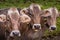 Swiss cows in the alpine landscape, Gran Paradiso, Northern Italy