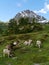 Swiss cows in the fields of the Bernina pass