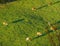 Swiss cows graze on meadow aerial view, Gruyeres, Switzerland