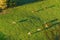 Swiss cows graze on meadow aerial view, Gruyeres, Switzerland