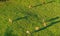 Swiss cows graze on meadow aerial view, Gruyeres, Switzerland