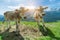 Swiss cows look us in the summit of the mountain