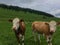 Swiss cows on mountain pasture, Chasseral, Jura, Switzerland