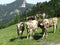 Swiss cows in the mountains of Liechtenstein