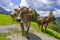 Swiss cows pasture on a mountain meadow