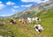 Swiss cows at Splugenpass