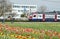 Swiss double-deck train passing by the field of tulips. Town of Cham, canton of Zug, Switzerland.