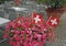 Swiss flags on flowerpot
