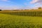 Swiss green field with blue sky - beauty view