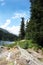 Swiss lake in the spruce forest with fir-tree, Alps.