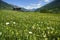 Swiss Meadow