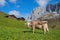 Swiss milker in alpine landscape