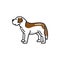 Swiss mountain dog breed profile view isolated