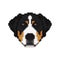 Swiss Mountain dog head in pixel art style.