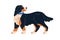 Swiss mountain dog of Sennenhunds breed. Shaggy doggy walking, strolling. Cute canine animal profile. Puppy in collar