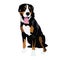 Swiss mountain dog sitting isolated on white background.