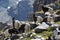 Swiss mountain goats