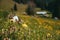 Swiss mountains - Flower meadow in the Alps